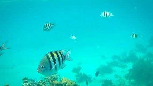 Fish swimming in sea