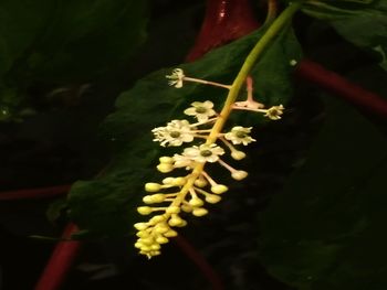 Close-up of flowers blooming outdoors