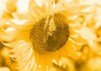 Sunflower on yellow background