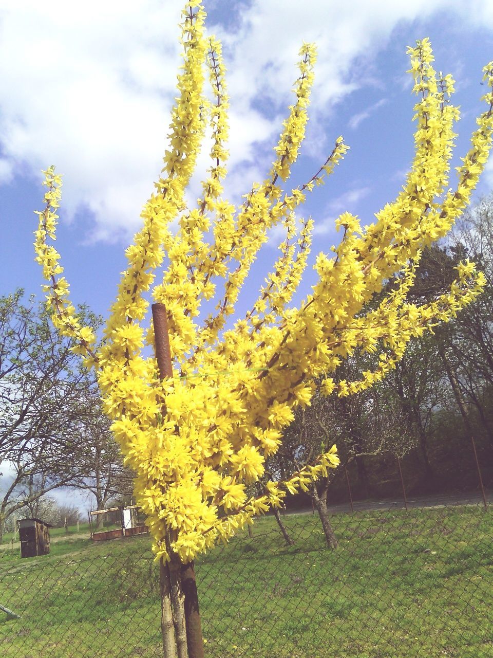 growth, field, sky, flower, yellow, tree, beauty in nature, nature, freshness, grass, tranquility, agriculture, plant, tranquil scene, landscape, rural scene, day, cloud - sky, outdoors, green color