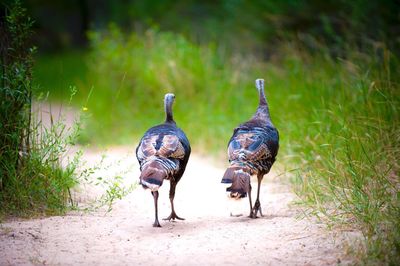 Two birds on grass