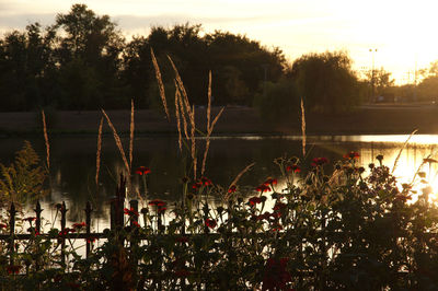 Plants by lake against sky during sunset