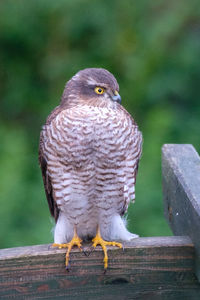 Close-up of sparrowhawk perching on wooden post