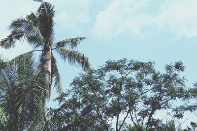 Low angle view of palm trees against sky