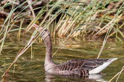 Bird in a lake