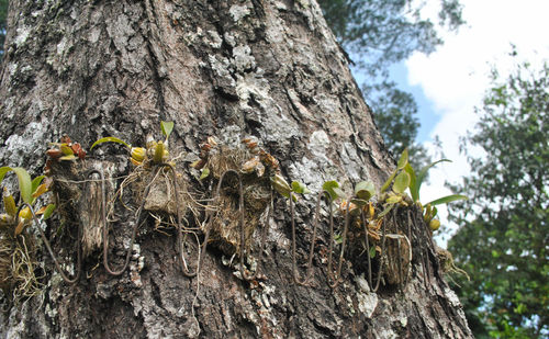 Low angle view of lizard on tree trunk