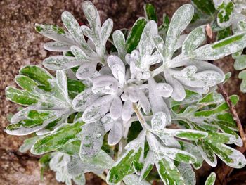 Close-up of snow on plants during winter