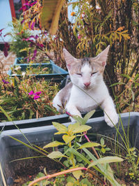 Cat sitting by flower plants in yard