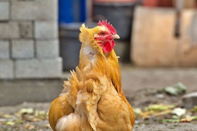 Close-up of rooster