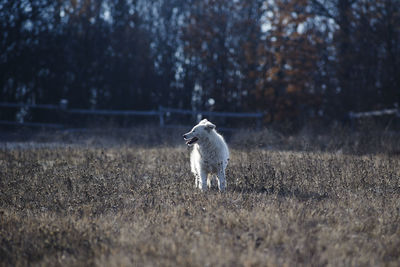 Dog standing on field