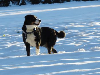 Dog standing on snow covered landscape