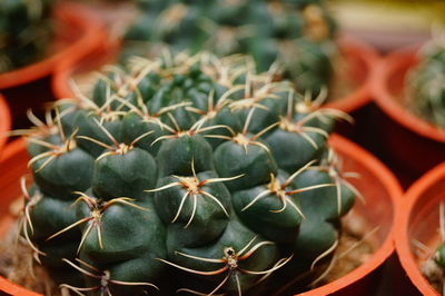 Close-up of succulent plant