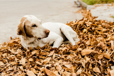 Close-up of dog lying on dry leaves by street