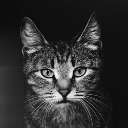 Close-up portrait of tabby cat against black background