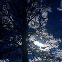 Low angle view of bare trees against sky