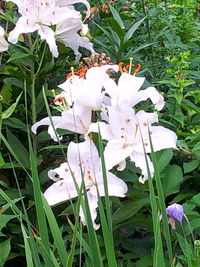 Close-up of white flowers