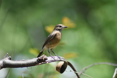 Close-up of bird perching on branch