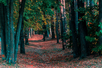 Trees in forest during autumn