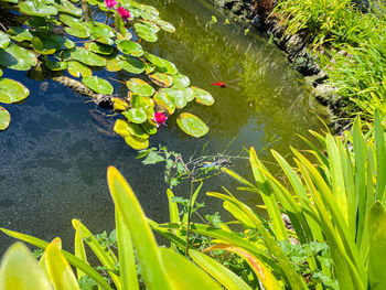 High angle view of water lily amidst leaves in lake