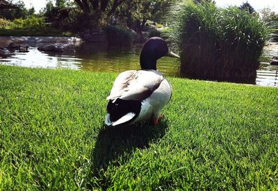 Swan swimming on lake