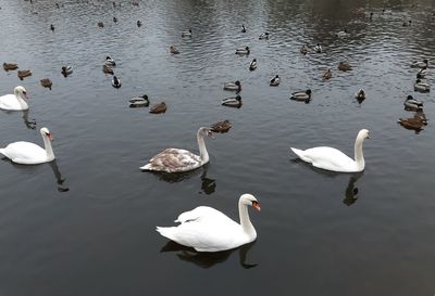 Swans swimming in river