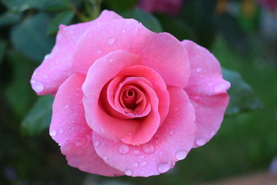 Close-up of wet pink rose