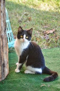 Portrait of cat sitting on grass
