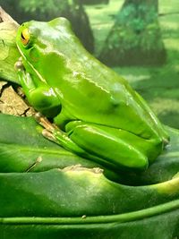 Close-up of crab on green leaf