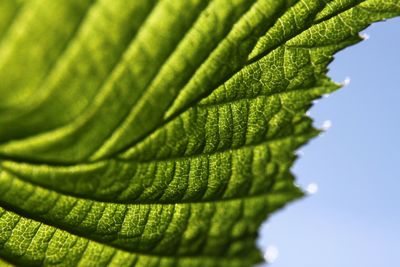 Close-up of green leaves