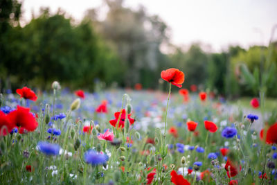 Close-up of red poppy flowers on field