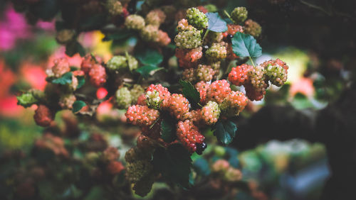 Close-up of berries growing on plant