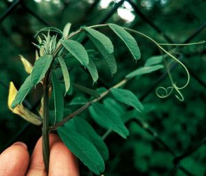 Close-up of hand holding plant