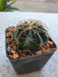 Close-up of potted plant on table