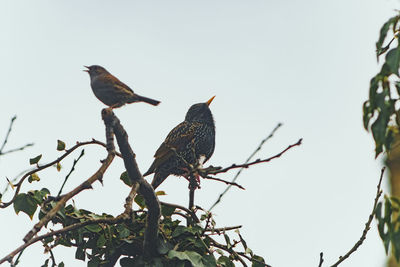 Low angle view of birds perching on tree