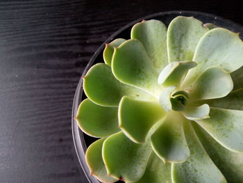 Close-up of succulent plant on table