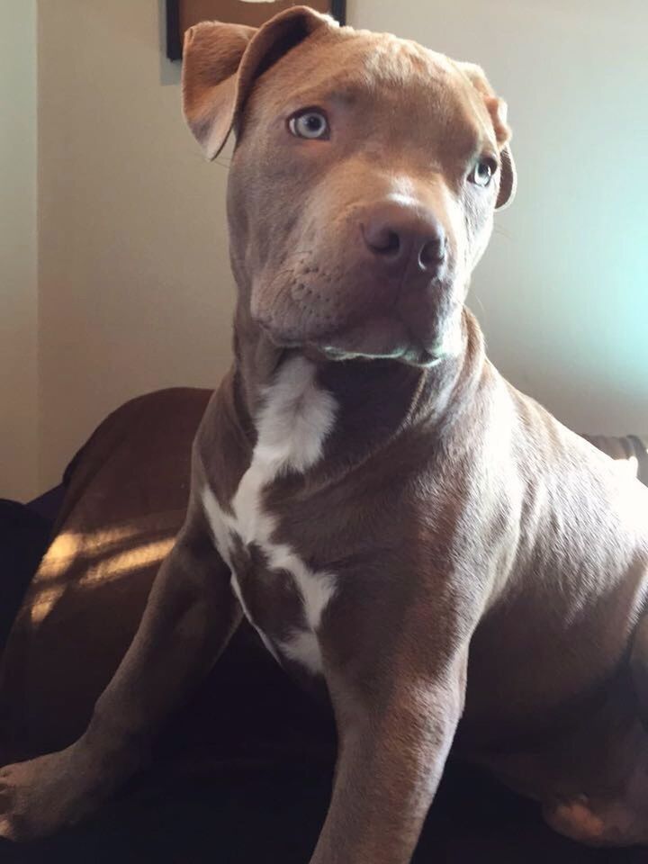 CLOSE-UP PORTRAIT OF DOG LOOKING AT HOME