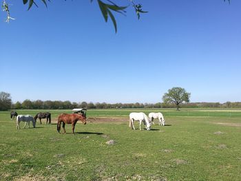 Horses on field against sky