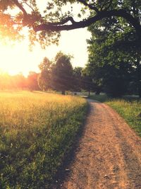 Dirt road amidst trees on field against sky