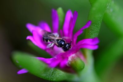 Close-up of insect on purple flower