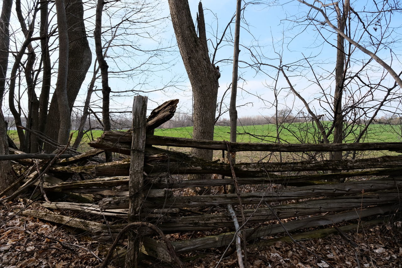 BARE TREES ON FIELD BY FOREST