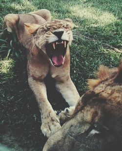 Lioness at forest