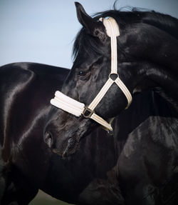 Close-up of horse against sky