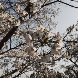 Low angle view of apple blossoms in spring