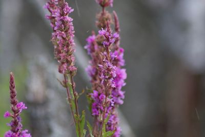 Close-up of purple flowering plant