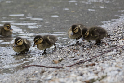 Ducklings at lake
