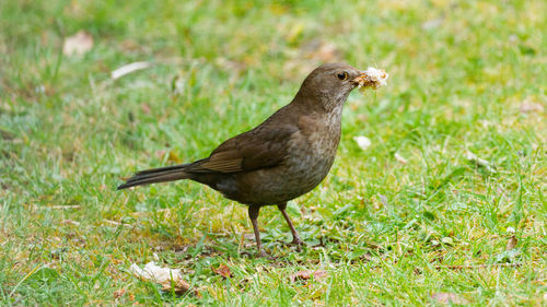 Close-up of a female blackbird on grass