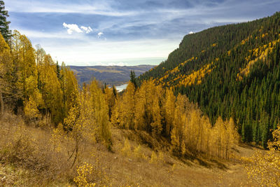 Panoramic view of trees growing in forest against sky during autumn