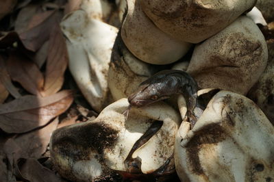 High angle view of shells