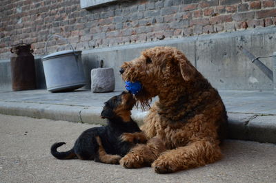 Airedale terrier and puppy on street