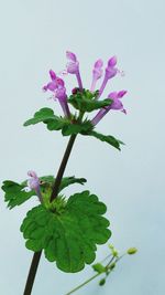 Close-up of pink flowers blooming against sky